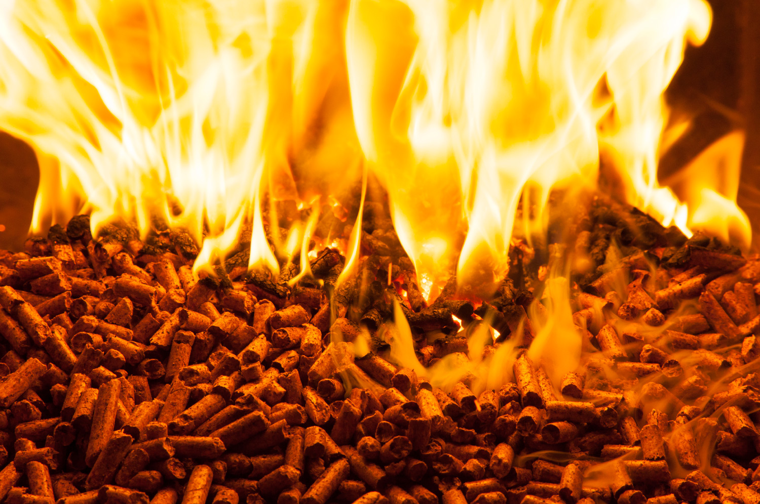 sunflower pellets.jpg